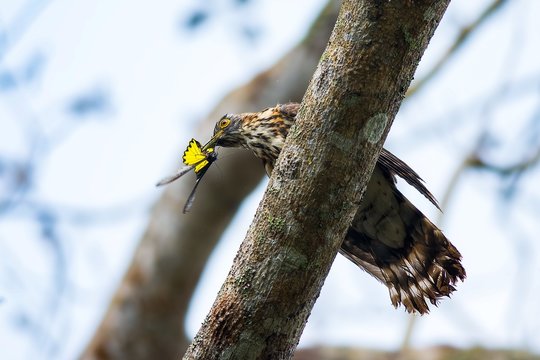 Large Hawk Cuckoo