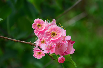 Obraz premium Cherry blossom branch in garden.