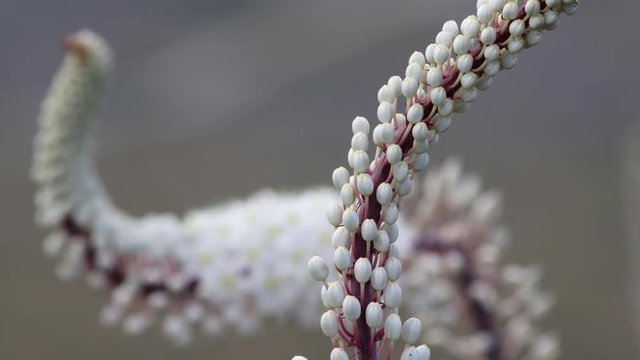 Close Up Focus Pull Back And Forth On Two Mediterranean Wildflowers, Sea Squill Drimia Maritima 