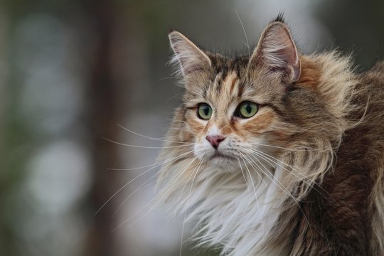 Norwegian forest cat female 