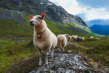 Naklejka premium Flock of sheep in summer Scandinavia