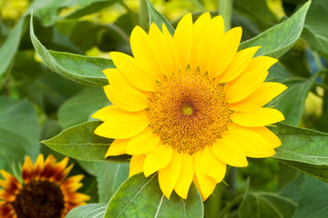 Fototapeta premium sunflower and green leaves