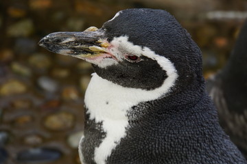 フンボルトペンギン