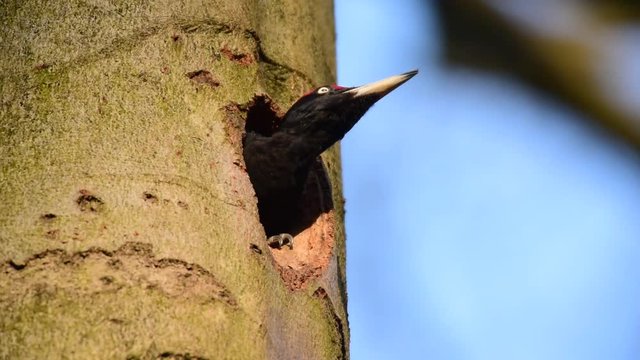 Schwarzspecht schaut aus seiner Baum H&ouml;hle, Fr&uuml;hling
