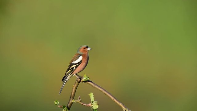Buchfink singt im Apfelbaum, Fr&uuml;hling