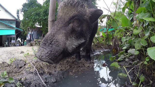 Big Boar Pig Outdoors Closeup