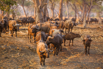 Naklejka na ściany i meble Migrating buffaloes in South Luangwa NP - Zambia