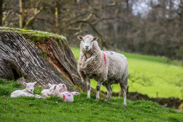 Sheep and lambs