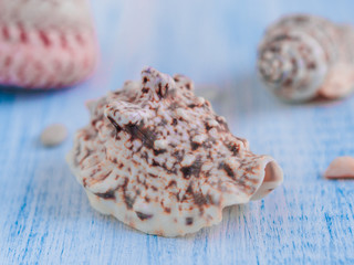 seashell