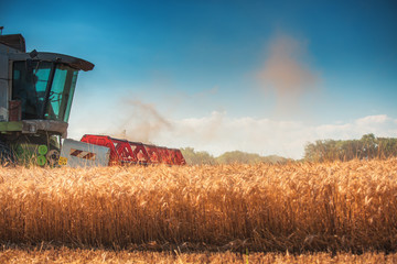 Fototapeta premium Combine harvester agriculture machine harvesting golden ripe wheat field