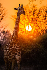 Giraffe in South Luangwa NP - Zambia © Radek