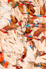 Northern Carmine Bee-eater in South Luangwa NP - Zambia © Radek