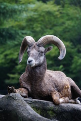 オオツノヒツジ