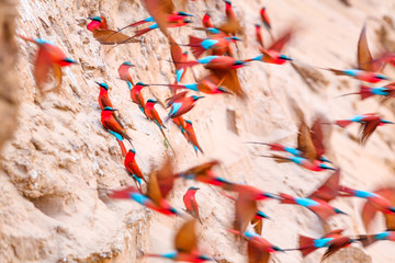 Northern Carmine Bee-eater in South Luangwa NP - Zambia © Radek
