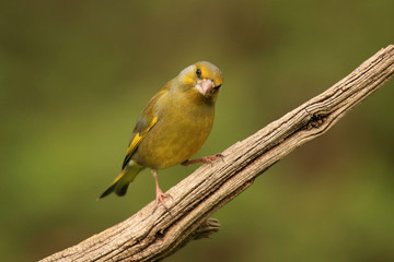 Fototapeta premium Neugieriger Grünfink