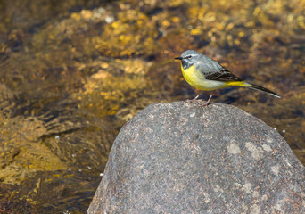 Bergeronnette des ruisseaux