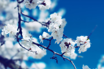 Obraz premium White flowers blossom. Spring nature