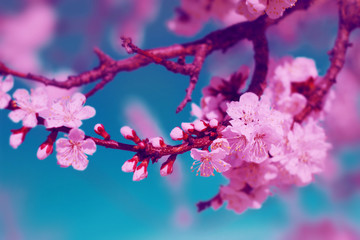 Beautiful flowers blossoming in spring. Floral background.