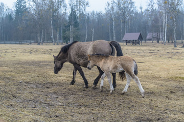 Konik Polski