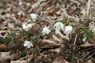 Open flowers Eranthis stellata