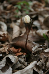 A blooming Eranthis stellata Bud
