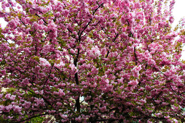 sakura blossom