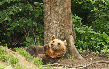 Lying brown bear