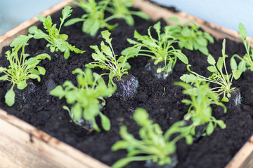 Salat Anbau im Stadtgarten