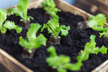 Salat Anbau im Stadtgarten