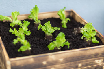 Salat Anbau im Stadtgarten