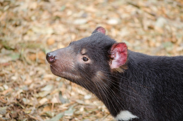 Tasmanian devil