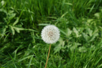 Löwenzahn Lion's Tooth