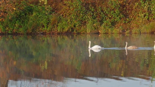 A family of white swans swims along the autumn lake, 4k
