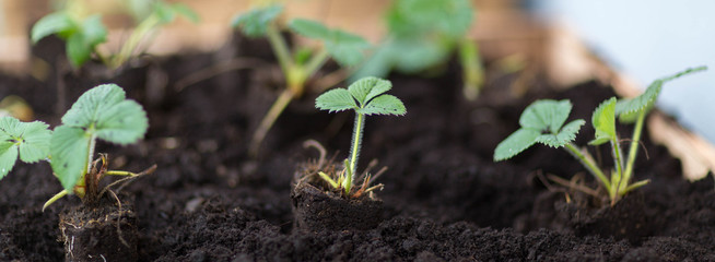 Erdbeeren an Pflanzen
