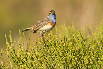 Bluethroat. Luscinia svecica