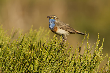 Bluethroat. Luscinia svecica