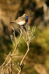 Bluethroat. Luscinia svecica