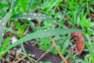 water drop on the leaves green grass beautiful background select focus with shallow depth of field.