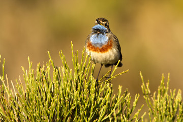 Bluethroat. Luscinia svecica