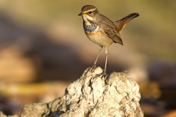 Bluethroat. Luscinia svecica