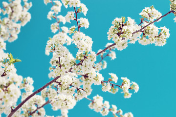 Beautiful flowers bloom in spring