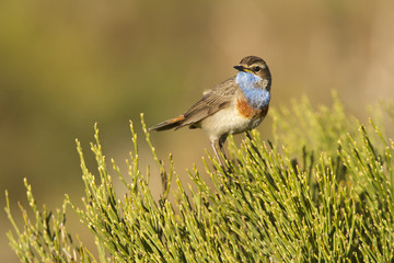 Bluethroat. Luscinia svecica
