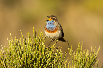 Bluethroat. Luscinia svecica
