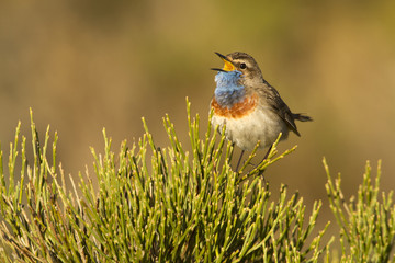 Bluethroat. Luscinia svecica