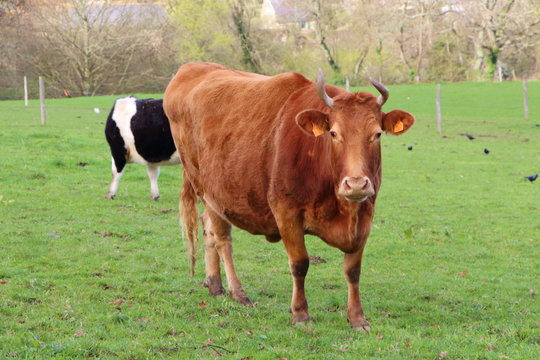 Vache Froment du L&eacute;on au pr&eacute;