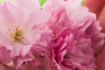 Obraz na płótnie Canvas sakura blossom