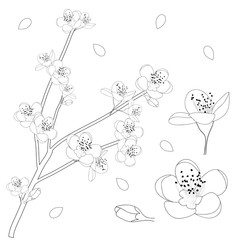 Prunus persica Outline - Peach Flower Blossom. Vector Illustration.