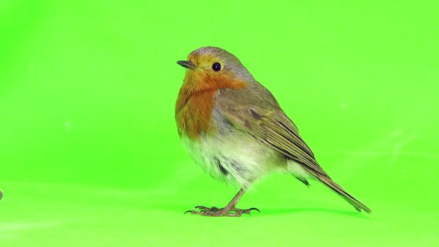 European Robin (Erithacus rubecula) isolated on green screen