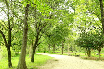Fototapeta na wymiar 新緑を迎えた朝の公園