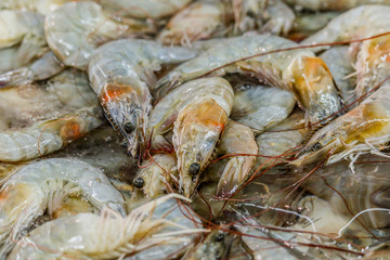 closeup view of a heap of white sea prawns